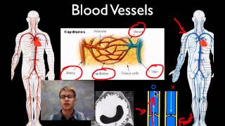 The Circulatory System [upl. by Screens]