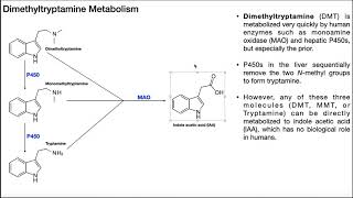 Dimethyltryptamine DMT  Biosynthesis Mechanism amp Metabolism [upl. by Talanta]