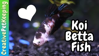 How to Condition Betta Fish for BreedingSpawning [upl. by Boykins]