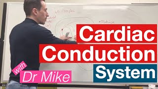 Cardiac Conduction System  Cardiology [upl. by Phelips]