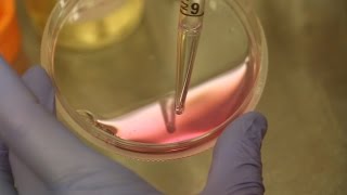 Aseptic Techniques Changing Cell Culture Media [upl. by Atil634]