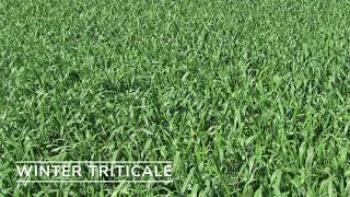 Winter Triticale [upl. by Ab746]