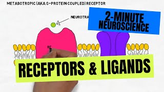 2Minute Neuroscience Receptors amp Ligands [upl. by Nohpets]