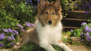 Sheltie Dog  Top 10 Shetland Sheepdog Facts [upl. by Fallon957]