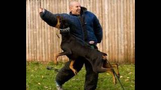 How to Train a Dog to Attack K91com [upl. by Nema]