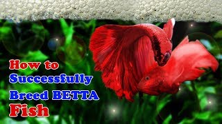 How to Breed Betta Fish  Breeding Over Halfmoon Betta [upl. by Ymiaj]