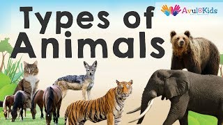 Types of Animals by eating habits Herbivores Carnivores Omnivores Scavengers [upl. by Aiehtela]