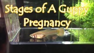 Stages of A Guppy Pregnancy [upl. by Narhet]