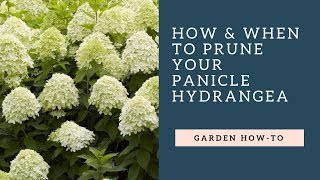 How amp When to Prune Your Panicle Hydrangea [upl. by Raclima]