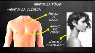 Semiologia médica pulmonar  Parte1 [upl. by Cyrus467]