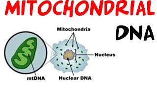 Mitochondrial DNA [upl. by Jehias]