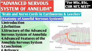 Advanced Nervous System of Annelida  Nervous system in leeches  Nervous system in earthworms [upl. by Weyermann]