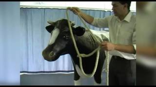 Applying a cow halter [upl. by Gnoc]