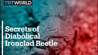 Scientists unlock secrets of Diabolical Ironclad Beetle [upl. by Carol]