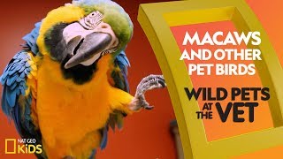 Macaws and Other Pet Birds  Wild Pets at the Vet [upl. by Nylinnej679]