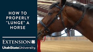 Lunging for Beginning Horse Owners [upl. by Ostler]