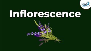 Types of Inflorescence  Morphology of Flowering Plants  Dont Memorise [upl. by Talyah]