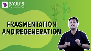 Fragmentation And Regeneration  Class 7  Learn With BYJUS [upl. by Lunnete]