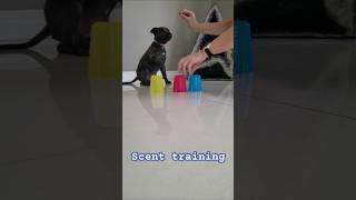 Puppy staffy scent trainingMillieBlueEnglishStaff [upl. by Elora]