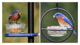 Attracting Bluebirds [upl. by Marte]