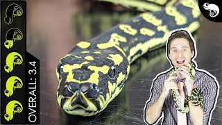 Carpet Python The Best Pet Snake [upl. by Artenek565]