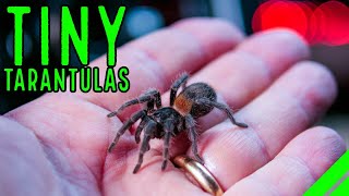 Top 10 DWARF Tarantulas YOU NEED a Tiny Tarantula [upl. by Ahsinna]