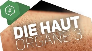 Die Haut – Organe des Menschen [upl. by Beare]