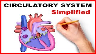 Circulatory System Physiology Heart Simplified [upl. by Oluap]