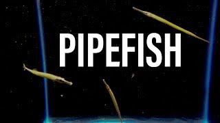 Freshwater Pipefish Care Breeding Feeding and More [upl. by Williamsen]