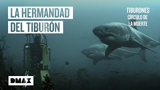 Tiburón blanco su verdadera naturaleza social al descubierto  Tiburones [upl. by Engud]