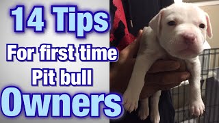 Tips for FIRST TIME Pitbull owners [upl. by Lexie706]