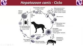 Hepatozoonose [upl. by Aynat]