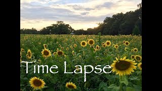 Sunflower Time Lapse  Field of Blooms [upl. by Sillaw743]