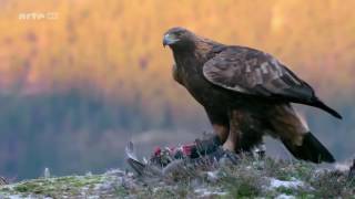 Das Leben des Königs der Berge  Steinadler Doku [upl. by Nerat759]