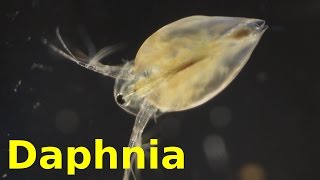 Daphnia [upl. by Lynea]