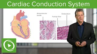 Cardiac Conduction System – Histology  Lecturio [upl. by Lindahl103]