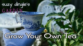 How to Grow Tea Leaves at Home  Camellia sinensis care instructions [upl. by Nerreg22]