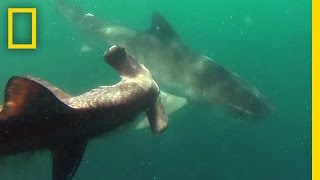 Tiger Shark vs Hammerhead Shark  National Geographic [upl. by Nnylecyoj367]