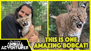 Meet the FRIENDLIEST BOBCAT in the world [upl. by Carley]