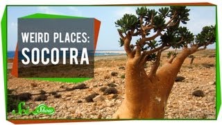 Weird Places Socotra [upl. by Anerys]