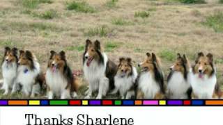 Shelties Play Day [upl. by Tizes]