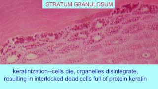 STRATUM GRANULOSUM OF EPIDERMIS [upl. by Monjan]