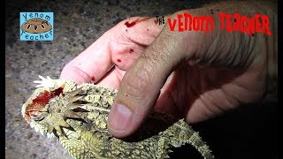 Horned Lizard Squirts Blood From Eye [upl. by Rifkin]