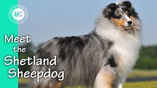 Meet the Shetland Sheepdog [upl. by Sitto459]