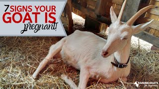 7 Goat Pregnancy Signs [upl. by Nnahs]