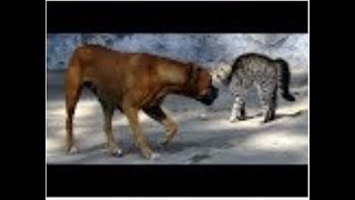 Video divertente cani vs gatti compilation Part 1 [upl. by Amlas]