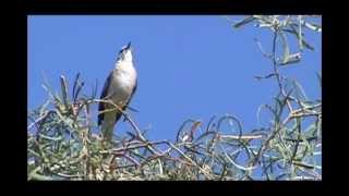 Northern Mockingbird Singing [upl. by Trish458]