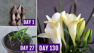 How to Plant Grow amp Care Freesia in Pots 130 Days Update [upl. by Ahsot]