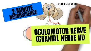 2Minute Neuroscience Oculomotor Nerve Cranial Nerve III [upl. by Jer]