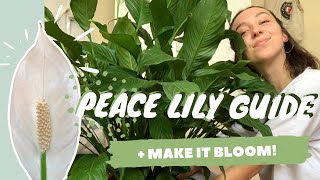 PEACE LILY CARE  PROPAGATION  make your peace lily flower  spathiphyllum dry tips [upl. by Ecyal267]